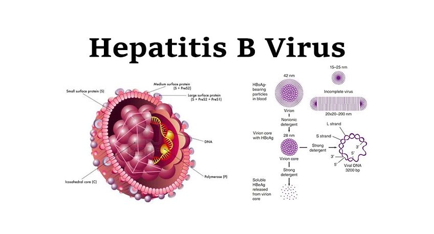 Apa Cara Penularan Penyakit Hepatitis B